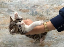 8 WEEK OLD KITTENS READY FOR THEIR FOREVER HOMES