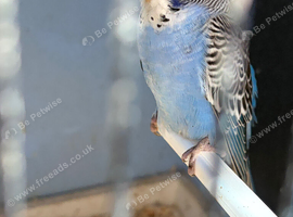 6 month old blue split for black wing budgie