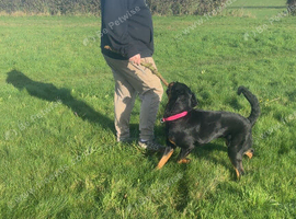 Rottweiler