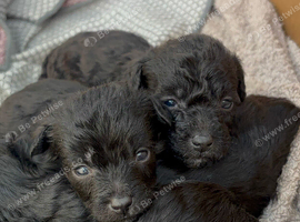 Jackapoo puppies