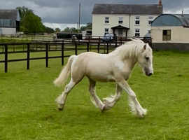Quality Yearling Colt to make 14.3