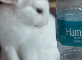 Two male bunnies