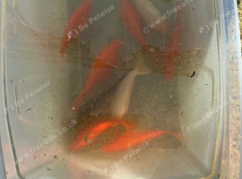8 large goldfish for sale