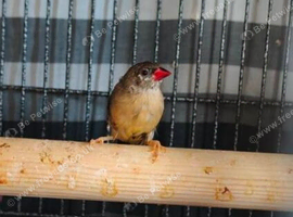 Strawberry finch