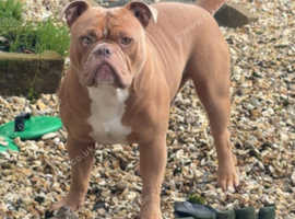 Gorgeous male for stud