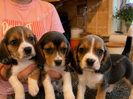 Full chunky beagles
