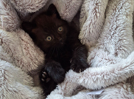 Adorable black boy Persian Cross kitten