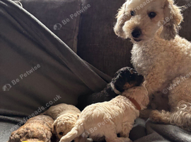 Toy poodle puppies for sale