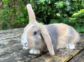 8 Week Old Lop x Babies