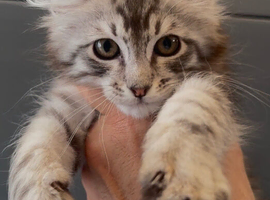 American curl kittens rare breed ready now