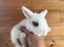 Beautiful Purebred Mini Lop Babies &mdash; Ready to Reserve!