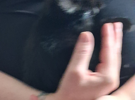 Pure black kittens