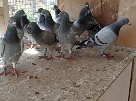 10 youngsters racing pigeons