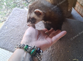 Hob ferret