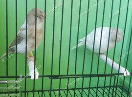 pairs of white fawn glosters