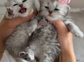 silver British shorthair