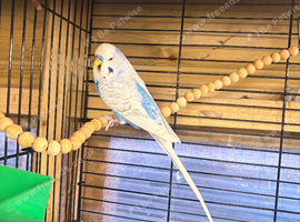 Sky Blue Male budgie