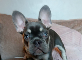 French Bulldog Boy