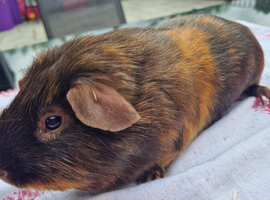 Adult Satin Boar