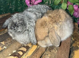 2 Top Quality Pedigree mini lop Does