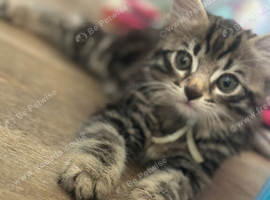 Kittens 8weeks