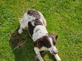 Sprocker bitch