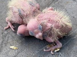 Pearl baby cockatiel for reservation