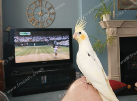 Hand reared Cockatiel for sale