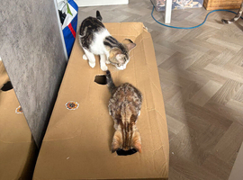 Two female kittens ready to go