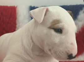 Quality bull terrier puppy&rsquo;s