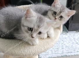 Kitten