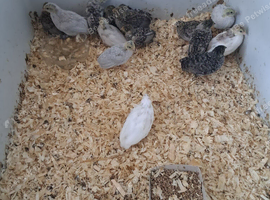 17 button quail
