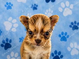 Long haired chihuahua