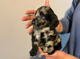 Stunning litter of cockapoo&rsquo;s ready to leave soon
