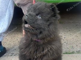 Chows ready and reduced !!