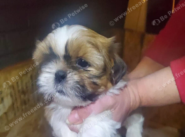Shih tzu puppies