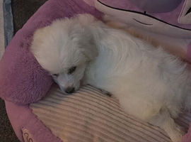 Maltese