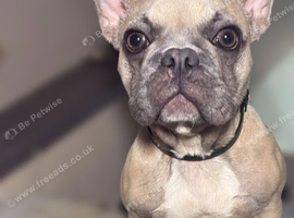 6.5 month old Girl puppy- Forever home needed