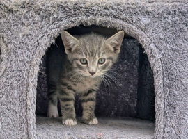 Kittens for Sale 9 weeks old