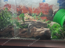 8 year old monitor lizard