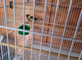 2026 hyliquin bred canaries