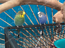 2 budgies