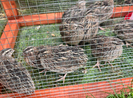 Coturnix quail.  Chicks