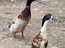 3 Indian Runner Drakes