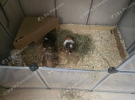 Guinea pigs for sale