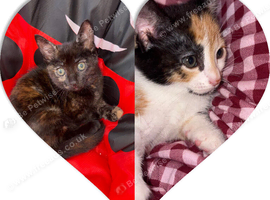 Two female kittens