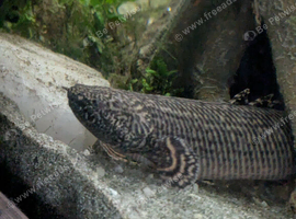 Armoured bichir