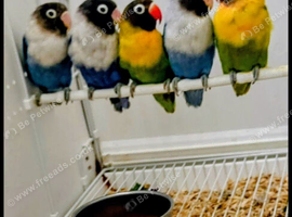 Masked love birds for sale