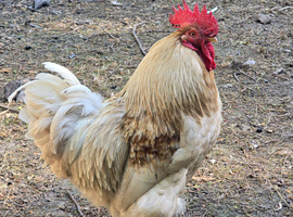 Bantam x Rhode red cockerals