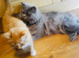 Stunning litter of Ginger Main coon kittens ready now